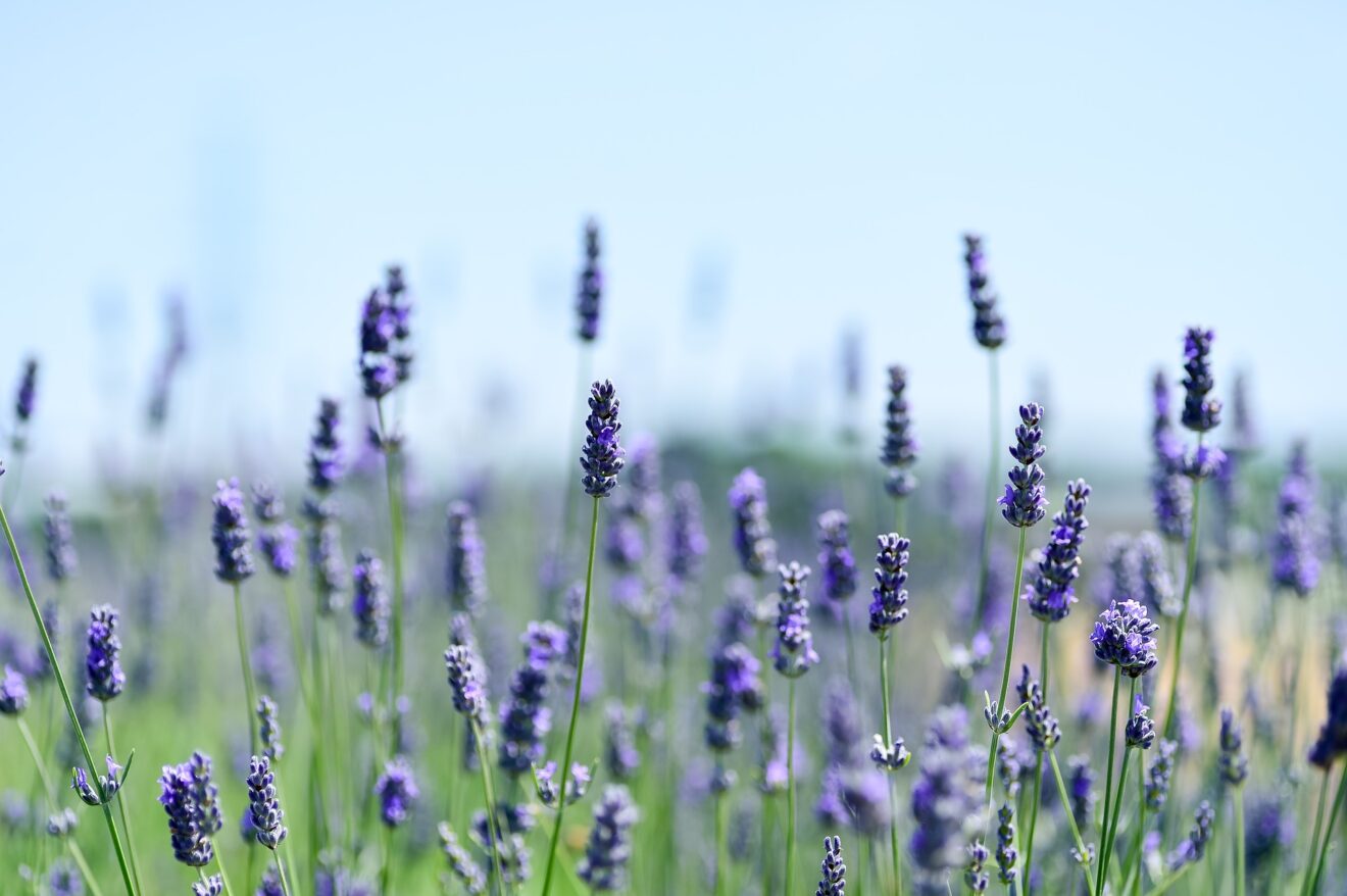 lavanda