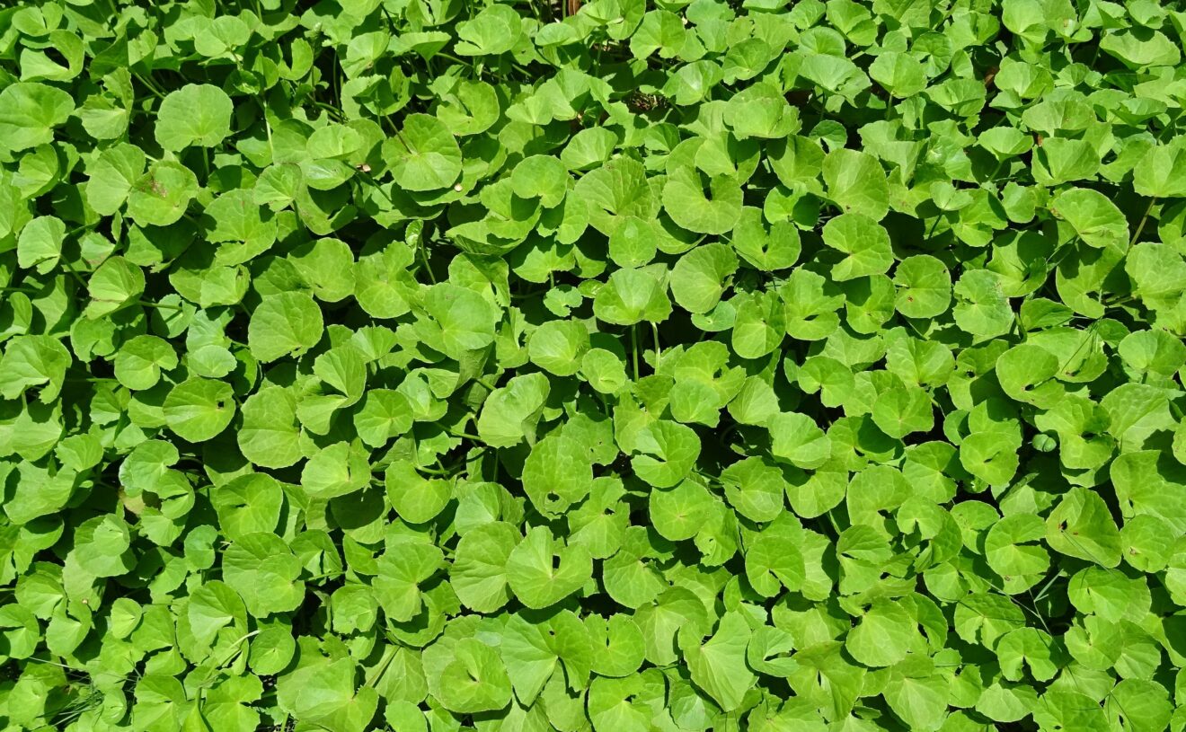 centella asiatica