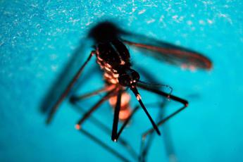 da dengue a chikungunya esperti oltre meta malattie tropicali presente in italia 2