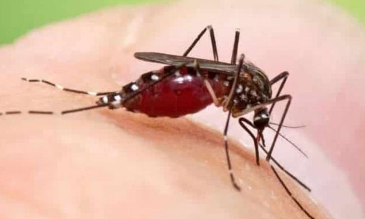 Zanzara coreana che resiste al freddo: come eliminarla