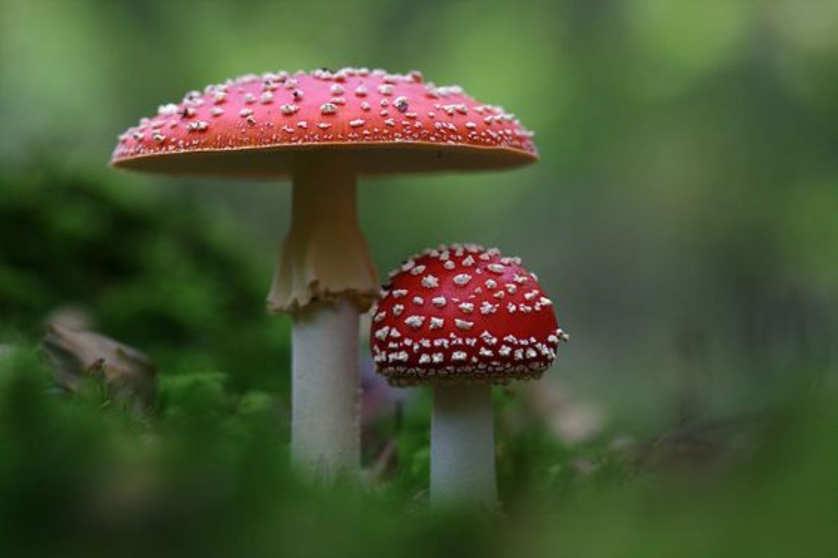 Benefici e proprietà dell'amanita muscaria