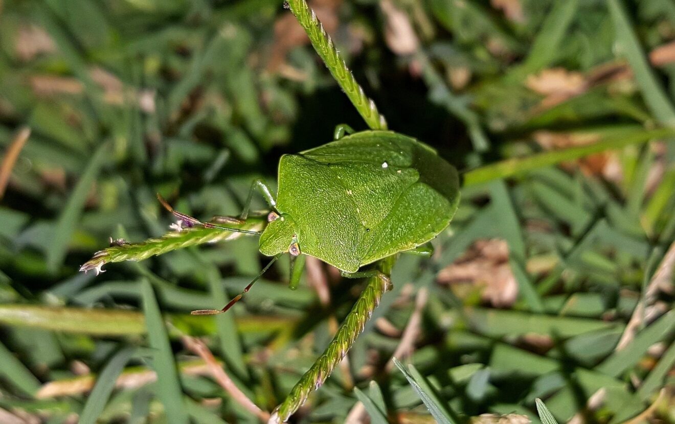 Cimici infestanti in casa: come eliminarle definitivamente