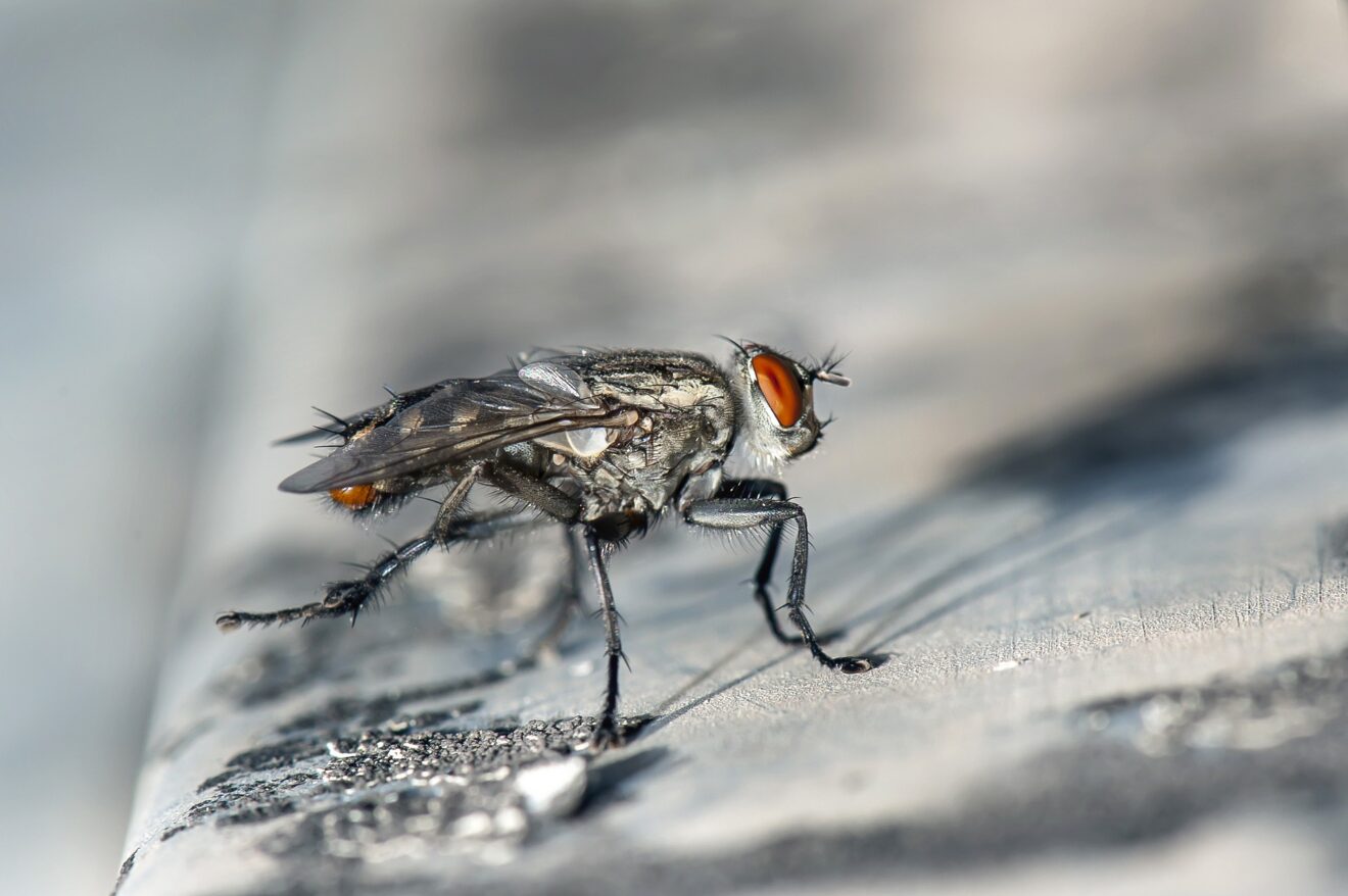 Insetti autunnali: come allontanarli senza pesticidi