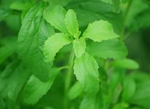 foglie stevia