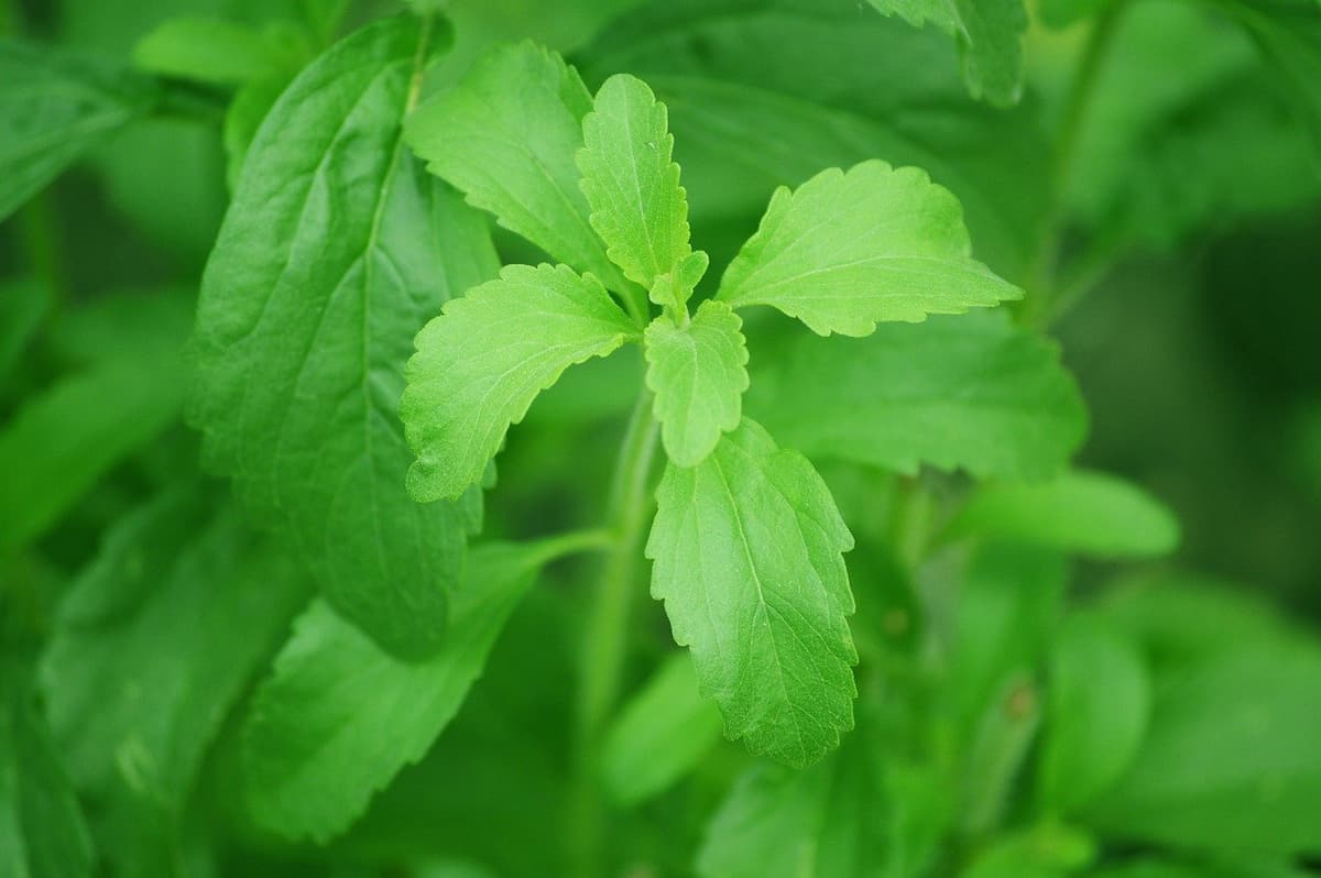 foglie stevia
