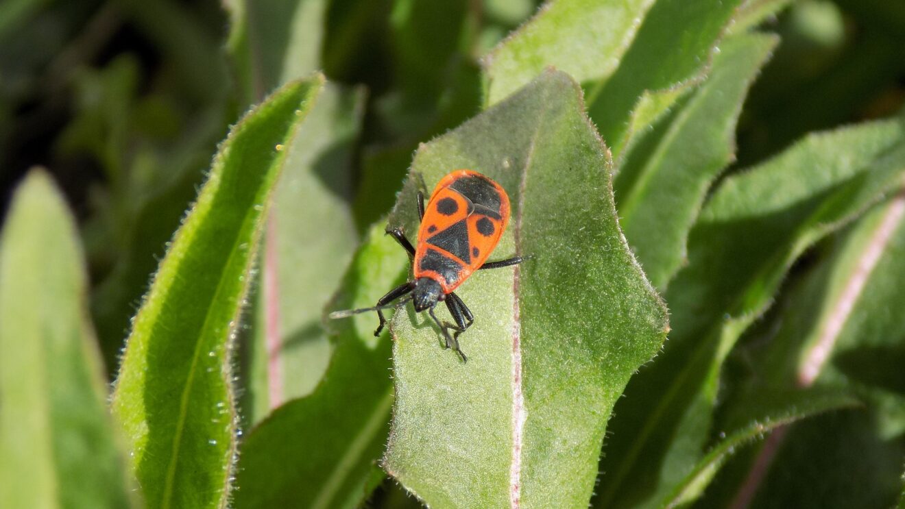 Насекомые солдатики фото. Жук красноклоп солдатик. Клоп-солдатик – Pyrrhocoris apterus. Жук клоп солдатик коричневый. Красноклоп обыкновенный.