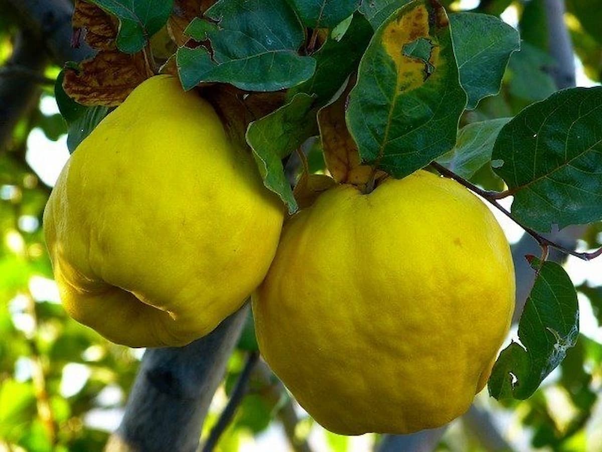 mela cotogna