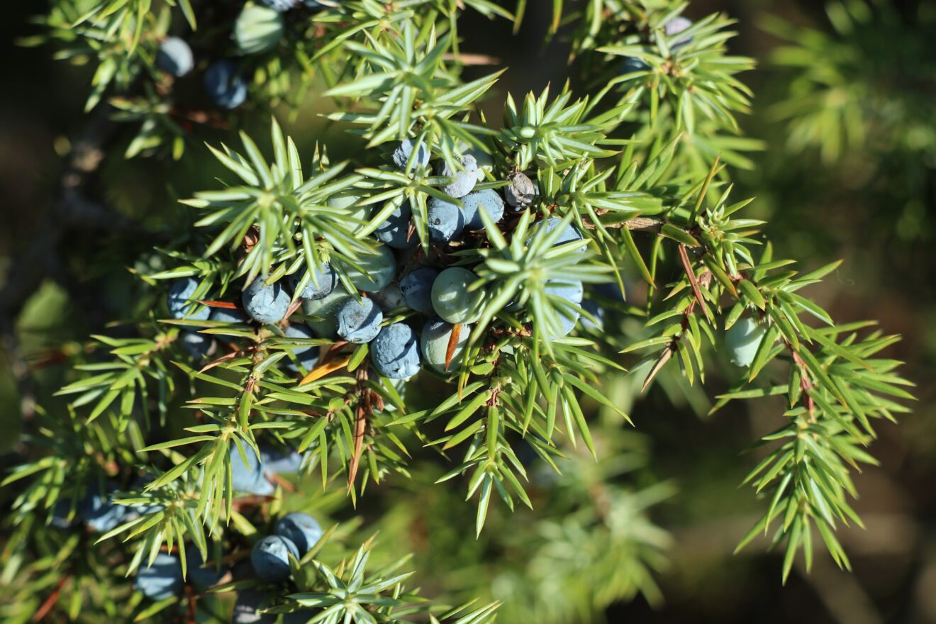 dolori muscolari