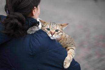 gatti anziani come gli umani con leta anche i mici dimenticano lo studio 2