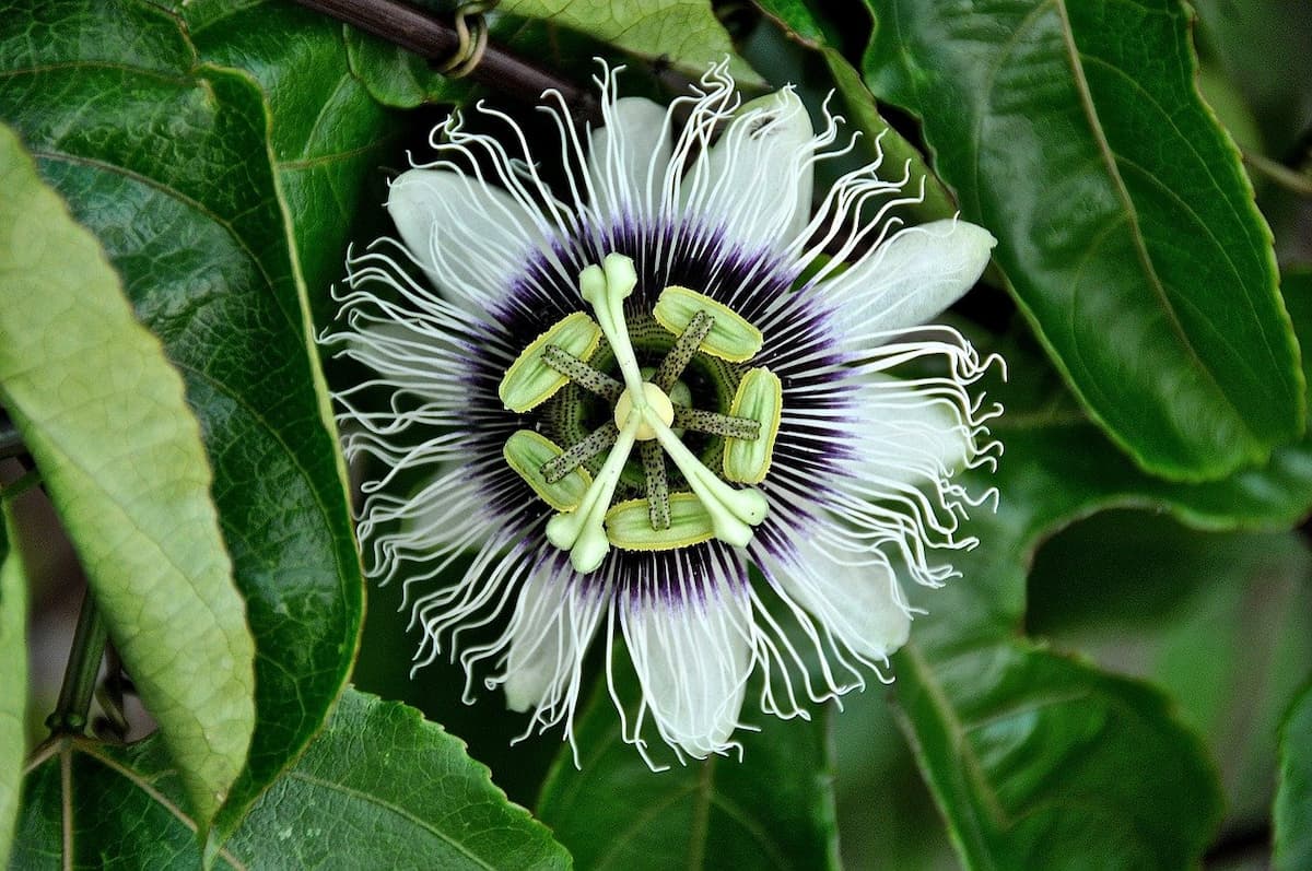 tisana passiflora