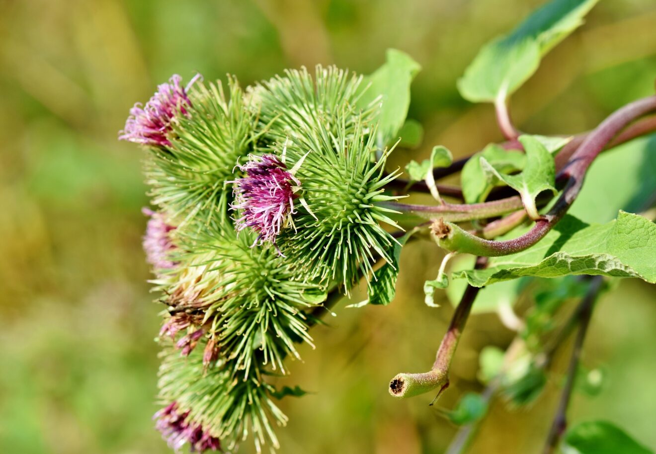 capelli