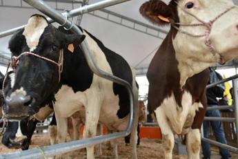 aviaria in usa quarto caso umano da epidemia bovini 2