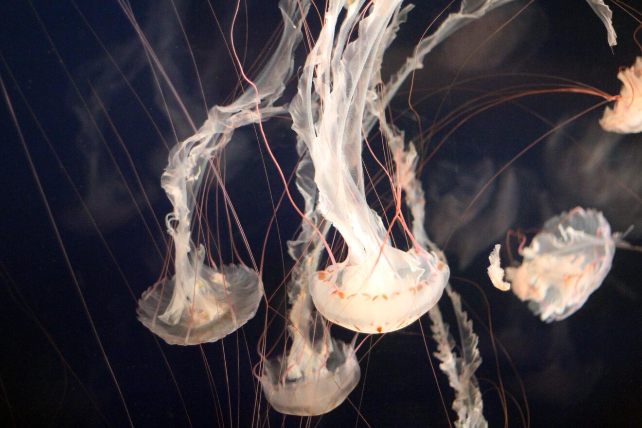 Punture di medusa: i migliori rimedi naturali