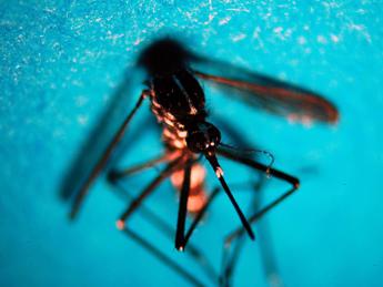 boom west nile in italia nel 2022 da salmonella a escherichia coli su anche le altre infezioni 2