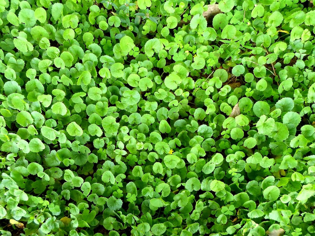 tisana centella asiatica