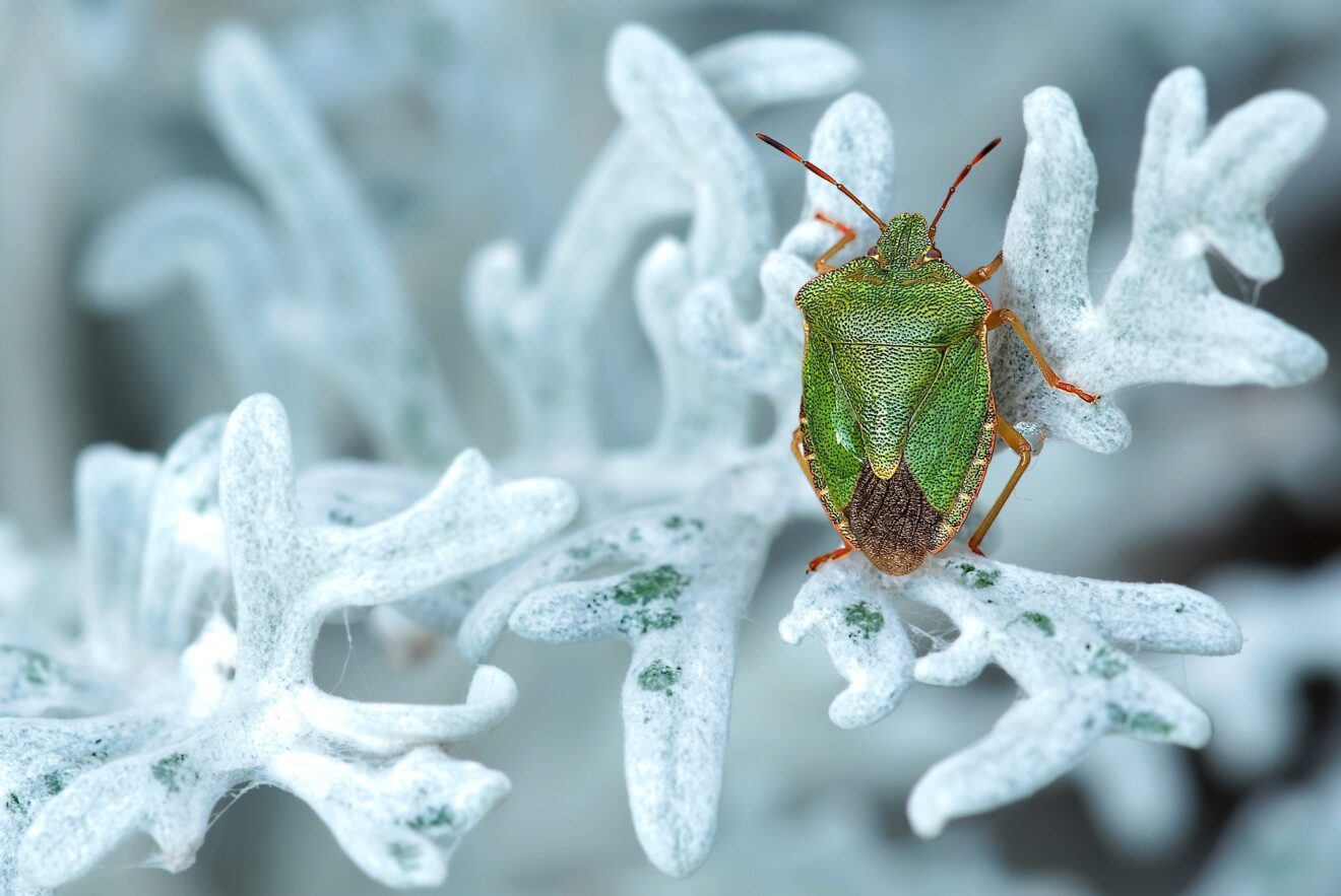 Cimici verdi in casa: come allontanarle senza l’uso dei pesticidi