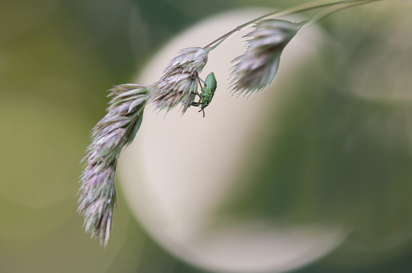 Cimici in inverno: le cause e come eliminarle senza l’uso dei pesticidi