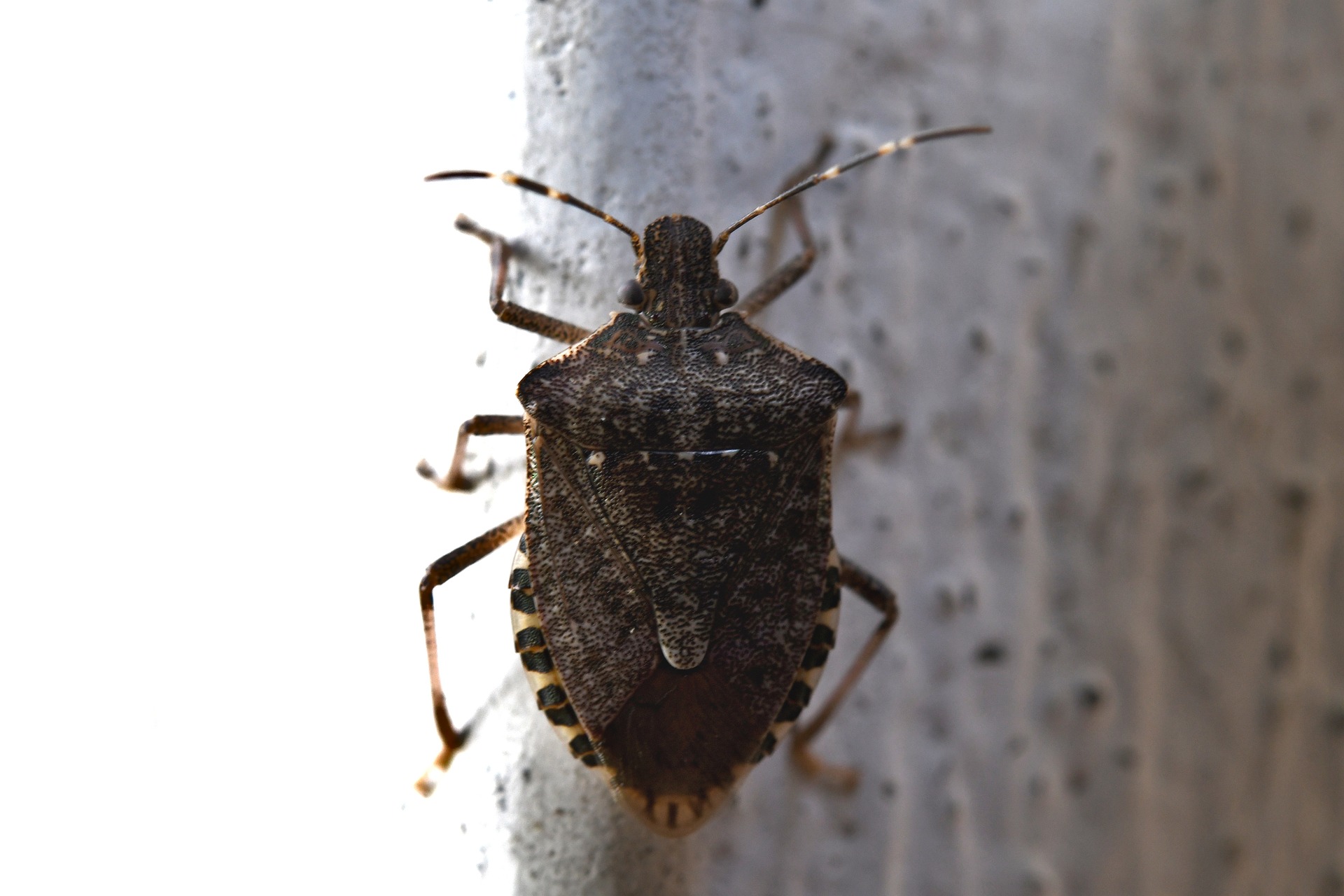 Cimici in casa a gennaio: le cause e come allontanarle senza pesticidi