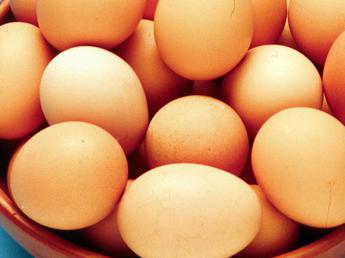 salmonella in italia oltre 3mila casi lanno dove si trova e come evitarla 2