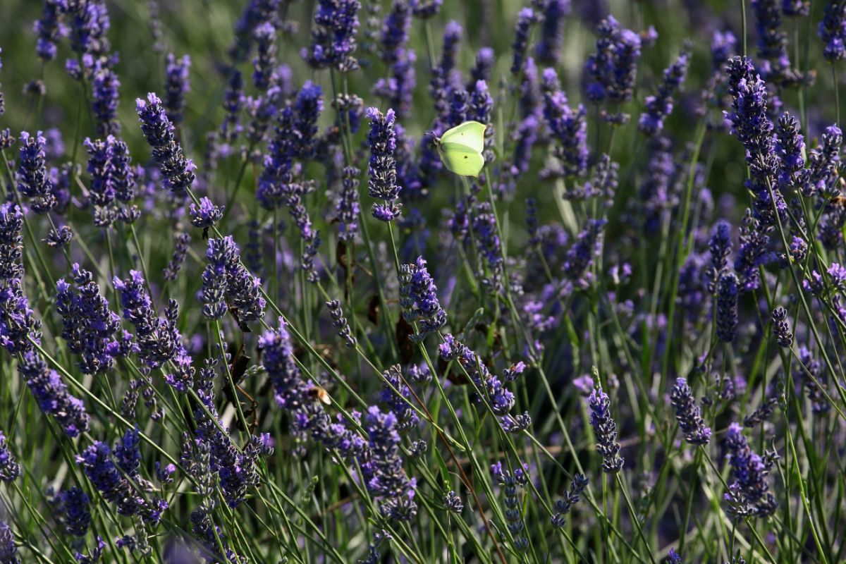 lavanda