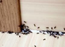 Formiche in casa a marzo: come allontanarle senza pesticidi