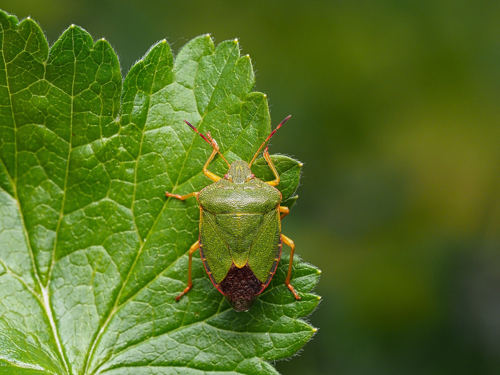 Cimici in casa in primavera: come allontanarle senza pesticidi