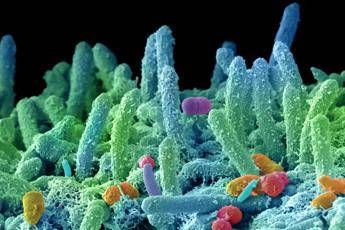 larma segreta del superbug produce antibiotici contro germi concorrenti 2