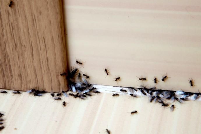 Formiche in casa: come risolvere in primavera