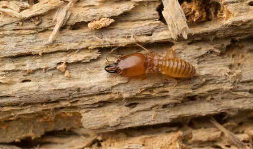 Termiti in casa: come allontanarle naturalmente