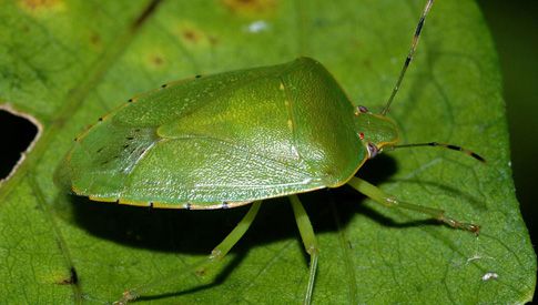 Cimici in primavera: come allontanarle senza pesticidi