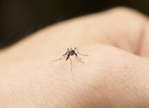 Zanzare in casa: come allontanarle senza veleni