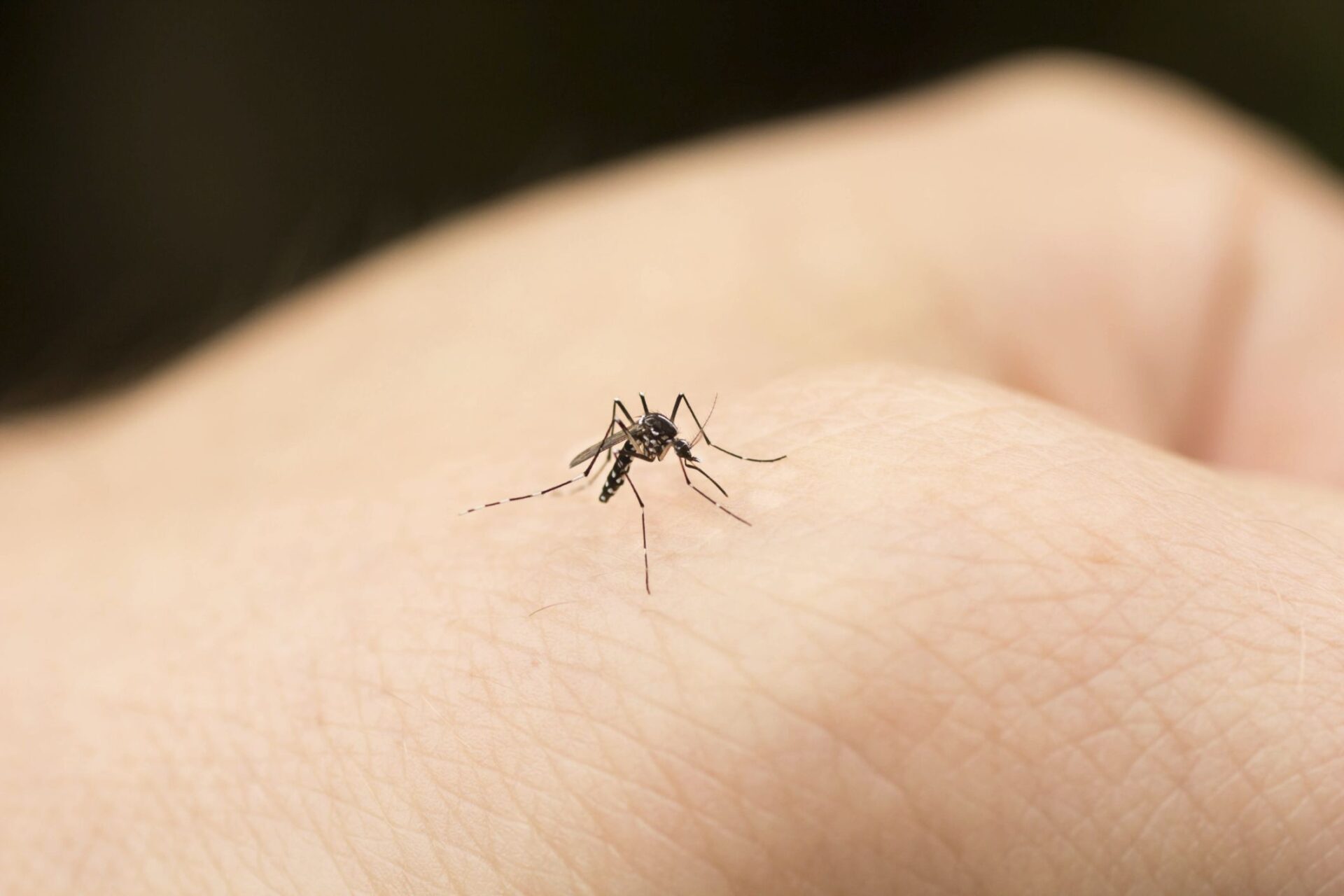 Zanzare in casa: come allontanarle senza veleni
