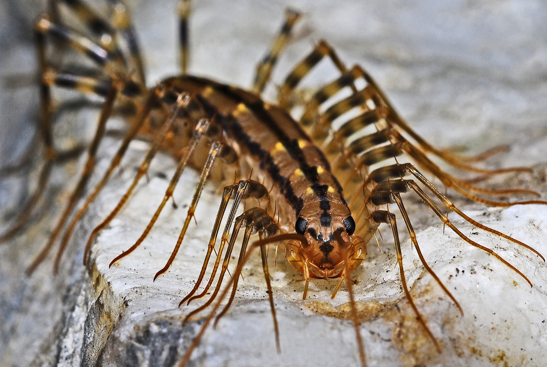 Scutigere in casa in estate: come allontanarle naturalmente