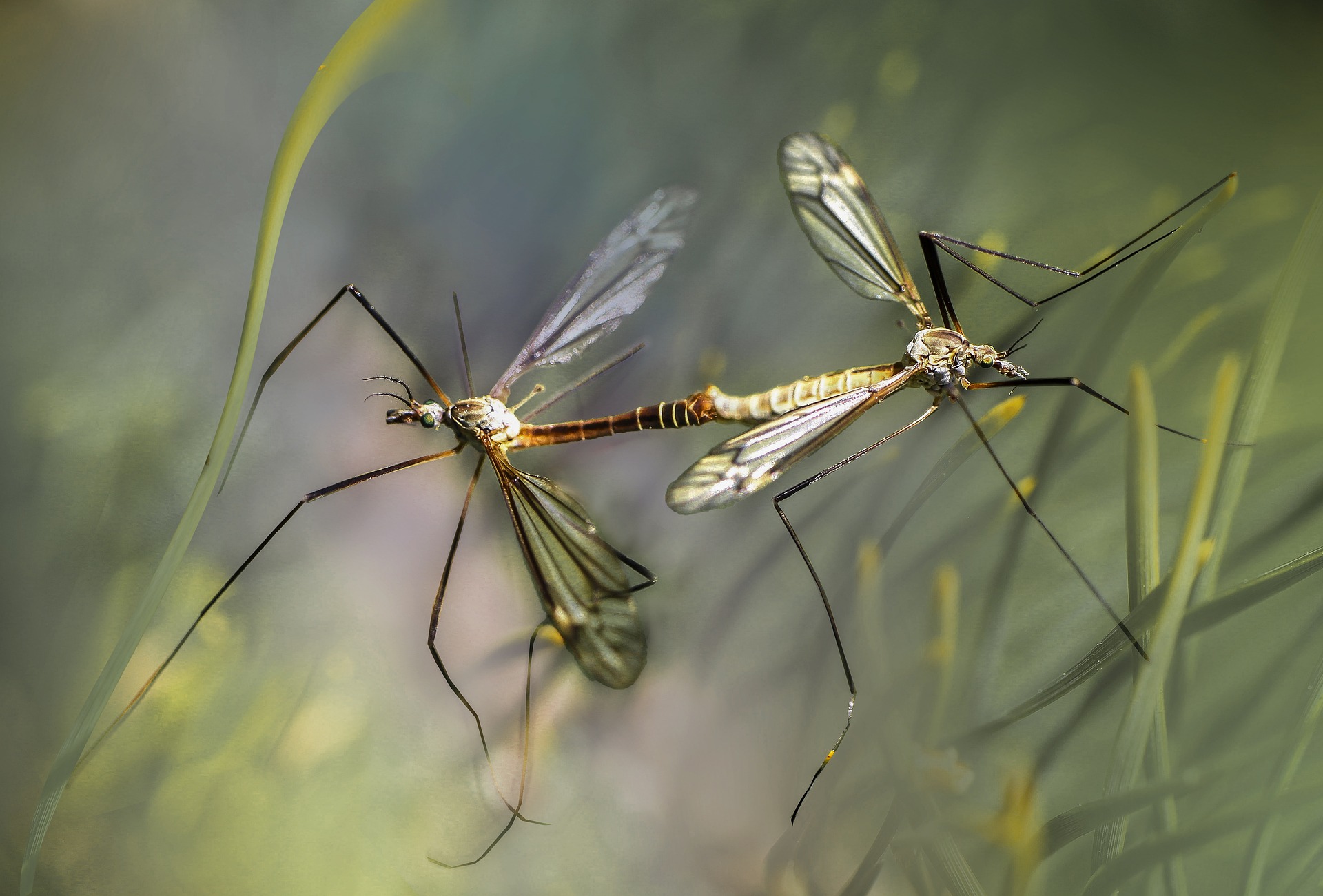 Come difendersi dalle zanzare in estate: consigli e rimedi naturali
