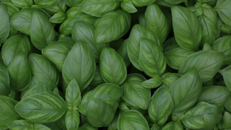 A cosa serve questa pianta aromatica