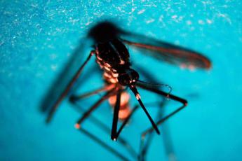 allerta dengue in italia controlli su navi e voli a rischio zanzare ecco i primi dati 2