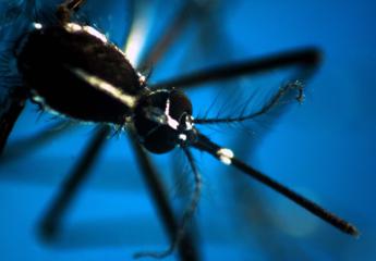 dengue e malaria boom di casi e colpa del clima allarme infettivologi 2