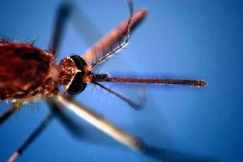 west nile seconda vittima nel lazio era ricoverato allo spallanzani 2