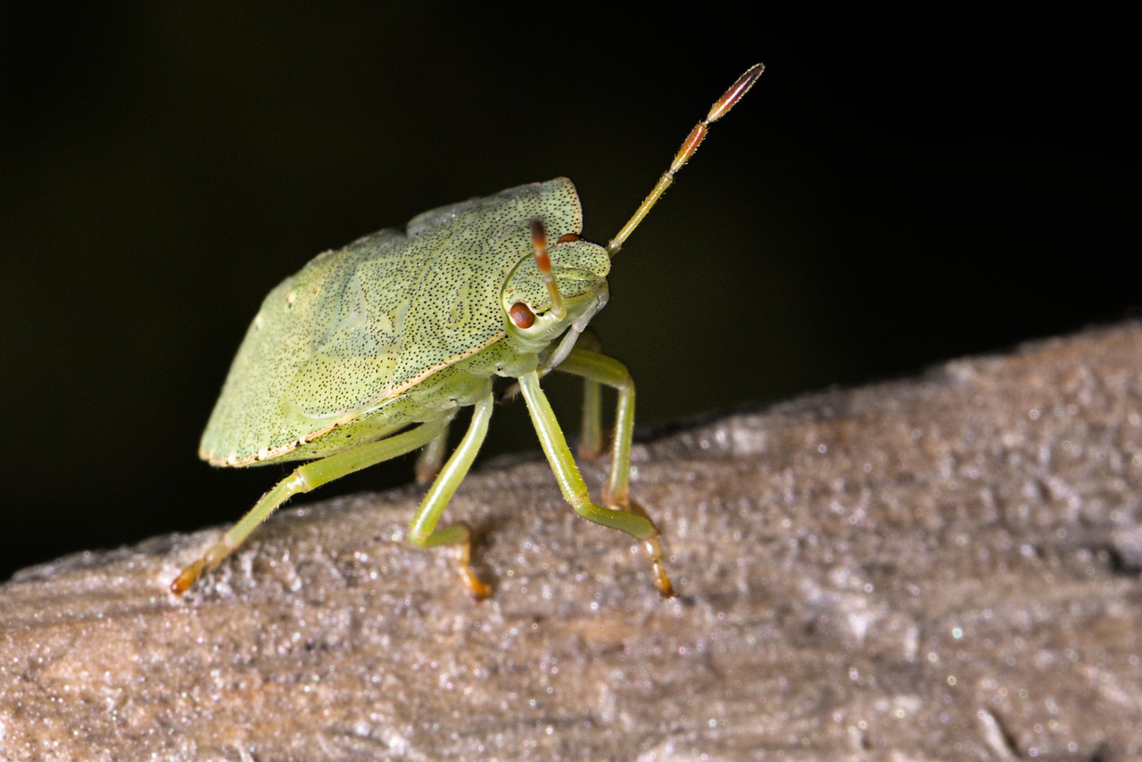 Cimici verdi in casa: come allontanarle naturalmente