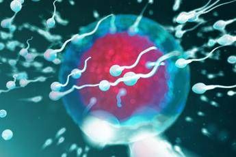 cosi corrono gli spermatozoi scoperte due proteine vitali per la fertilita 2