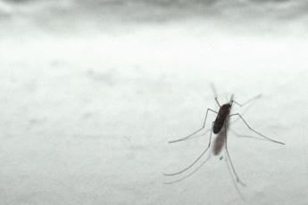 dengue cosa si rischia con larrivo del caldo 2