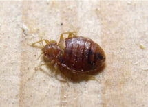 Cimici dei letti: come individuarle e allontanarle