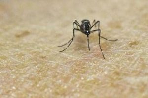 chikungunya vaccino in italia dal 30 ottobre 2