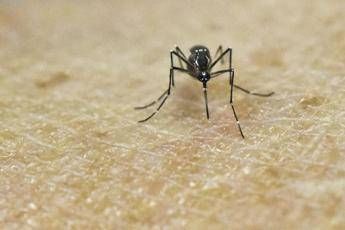 chikungunya vaccino in italia dal 30 ottobre 2