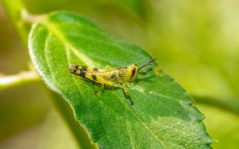 ogni anno consumiamo 500 grammi di insetti nascosti alert su allergie 2