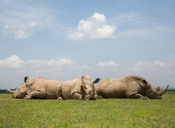 missione salvare il rinoceronte bianco del nord prima gravidanza apripista 2