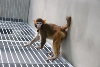 scimmia clonata sopravvissuta 2 anni lesperimento in cina 2