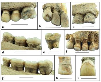 tartaro di 6mila anni fa rivela dieta neolitica 2