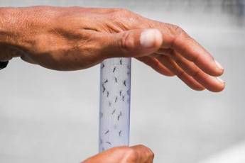 west nile ancora una vittima nel lazio morti salgono a 8 2
