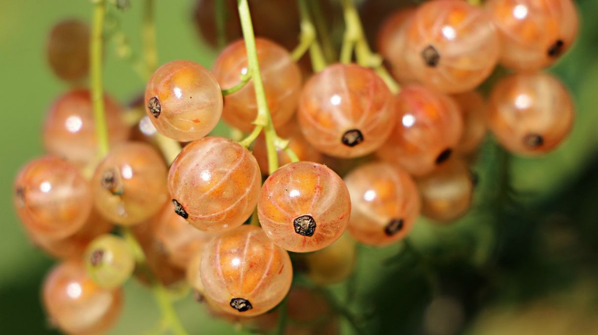 Benefici del frutto